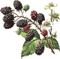 ../images/blackberryCOL.gif