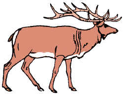 ../images/elk_stagCOL1.gif