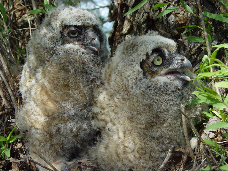 Bubo Virginianus