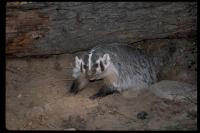 link to image badger_taxidea_taxus_robertpotts_0107.jpg