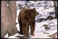 link to image bear_black_brownphase_ursus_americanus_tombrakefield_0140.jpg