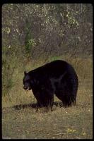 link to image bear_black_ursus_americanus_geraldandbuffcorsi_0062.jpg