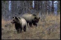 link to image bear_grizzly_ursus_arctos_geraldandbuffcorsi_0017.jpg