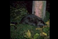 link to image beaver_castor_canadensis_drlloydglenningles_0020.jpg