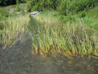 link to image cattails_in_tenmile_creek_img_1001.jpg