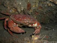 link to image crab_red_rock_cancer_productus_peterajtai.jpg