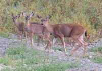 link to image does_odocoileus_hemionus_columbianus_kimcabrera_0681.jpg