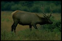 link to image elk_cervus_elaphus_drlloydglenningles_0107.jpg