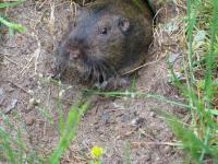 link to image gopher_at_mckerricher_ranger_station_img_0746.jpg