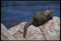 link to image groundsquirrel_california_spermophilus_beecheyi_julesstrauss_0132.jpg