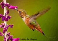 link to image hummingbird_rufous_selasphorus_rufus_hector_jose_brandan_0459.jpg