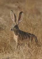 link to image jackrabbit_blacktailed_lepus_californicus_tomgreer_0612.jpg