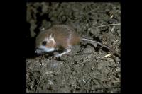 link to image kangaroo_rat_heermanns_dipodomys_heermanni_drlloydglenningles_0107.jpg