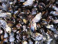 link to image mussels_at_howard_beach_img_0649.jpg