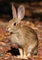 link to image rabbit_cottontail_sylvilagus_sp_tomgreer_0614.jpg