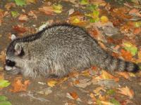 link to image raccoon_kimcabrera_1074.jpg