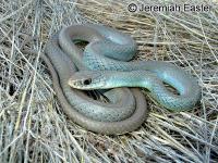 link to image racer_western_yellowbellied_coluber_constrictor_mormon_jeremiaheaster_0010.jpg