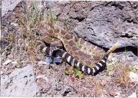 link to image rattlesnake_northern_pacific_crotalus_viridis_oreganus_jeffmiller_0167.jpg
