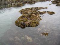 link to image rocks_seaweed_sea_anemone_at_howard_beach_img_0656.jpg
