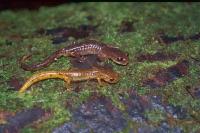 link to image salamander_oregon_ensatina_eschscholtzii_oregonensis_henkwallays_2395.jpg