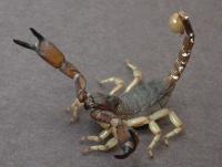 link to image scorpion_anuroctonus_phaiodactylus_arievandermeijden_0923.jpg