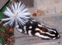 link to image skunk_spotted_spilogale_gracilis_kimcabrera_1072.jpg