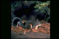 link to image squirrel_douglas_tamiasciurus_douglasii_drlloydglenningles_0060.jpg