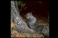 link to image squirrel_gray_sciurus_griseus_drlloydglenningles_0059.jpg