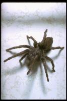 link to image tarantula_theraphosidae_drantoniojferreira_0089.jpg