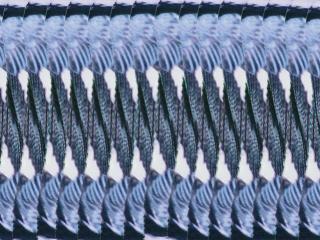 background graphic of black-throated blue warbler pattern