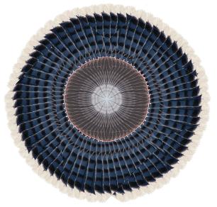 bluejay and cedar waxwing rosette